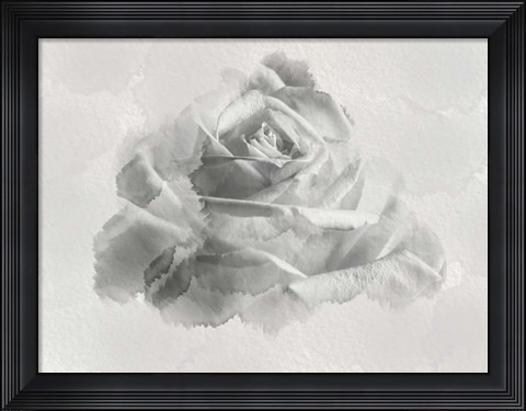Framed White Rose Print