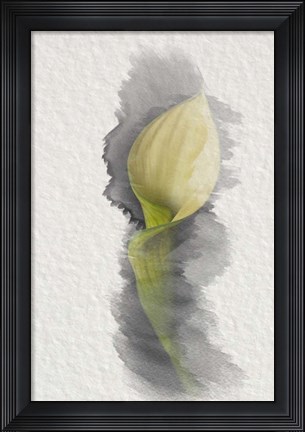 Framed Yellow Calla Lily Print