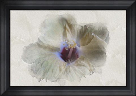 Framed Yellow Wing Hibiscus Print