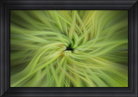 Framed Garden Twirl Print