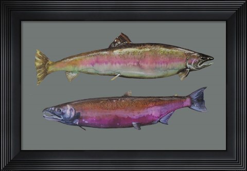 Framed Saumons Print