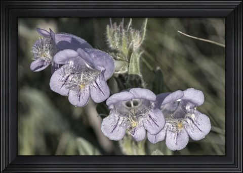 Framed Enter the Badlands 2 Print