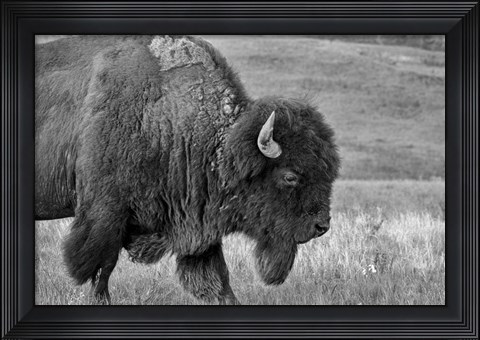 Framed Enter the Badlands B&amp;W 2 Print