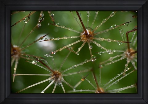 Framed Cactus Flowers 1 Print