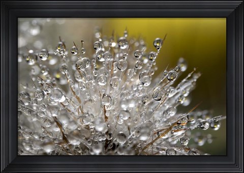 Framed Cactus Flowers 5 Print