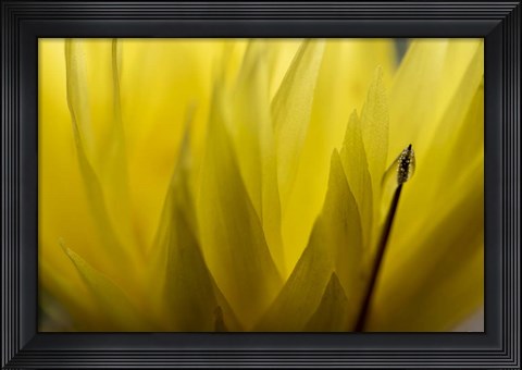 Framed Cactus Flowers 18 Print
