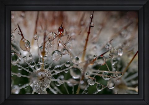 Framed Cactus Flowers 19 Print