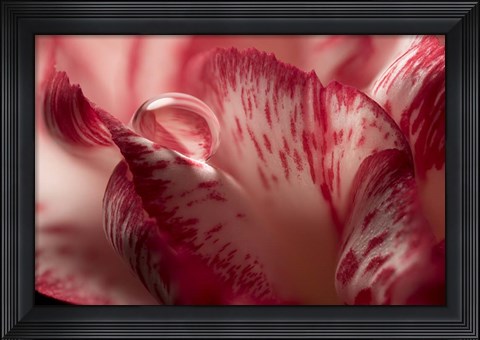 Framed Dew Drops Macro 2 Print
