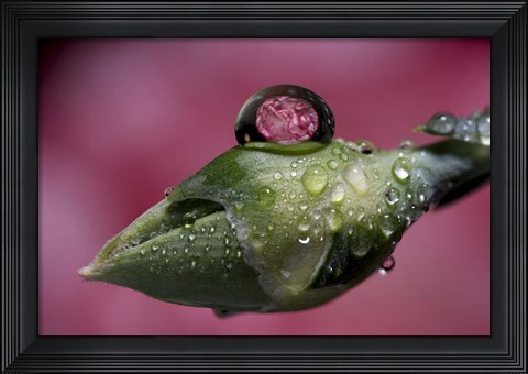 Framed Dew Drops Macro 4 Print