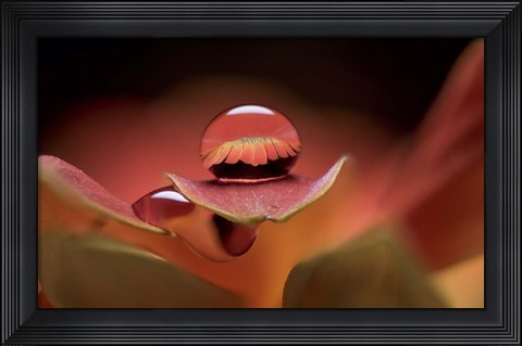 Framed Dew Drops Macro 7 Print
