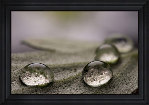 Framed Dew Drops Macro 8 Print