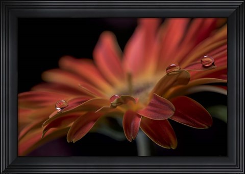 Framed Dew Drops Macro 9 Print