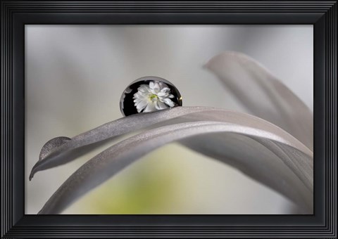 Framed Dew Drops Macro 10 Print
