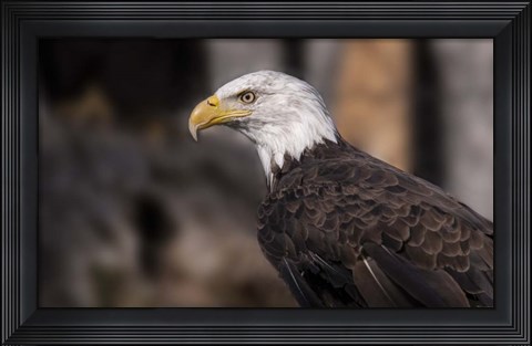 Framed Bald Eagle 1 Print