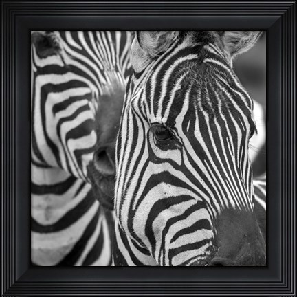 Framed Zebra 2 Print