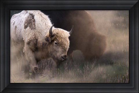 Framed White Buffalo Print
