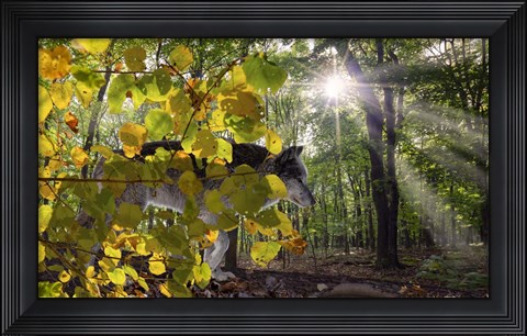Framed Autumn Shadows Print