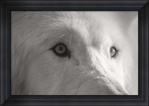 Framed Wolves of Autumn 1 Print