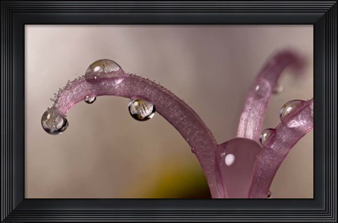 Framed Water Drops 5 Print
