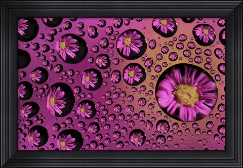 Framed Window Drops 9 Print