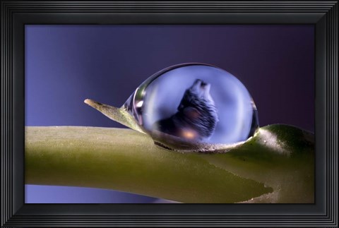 Framed Moondrops 1 Print