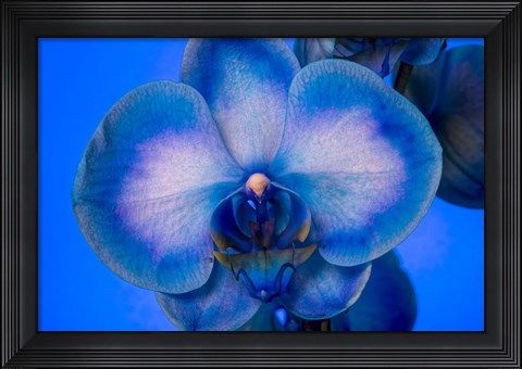 Framed Red, White and Blue Orchid 4 Print