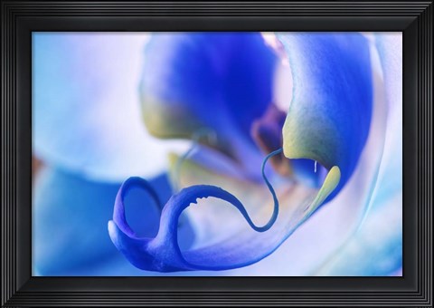 Framed Red, White and Blue Orchid 5 Print