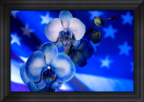Framed Red, White and Blue Orchid 9 Print