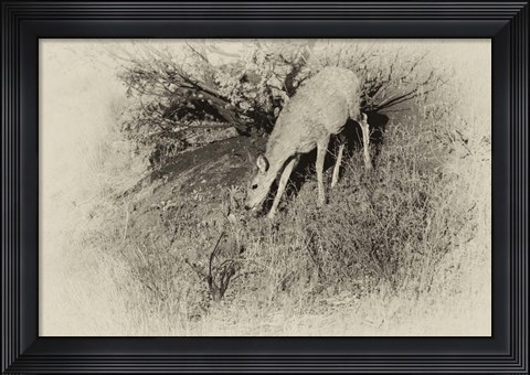 Framed Badlands Antique 7 Print