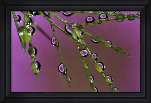 Framed 5 Ultra Macro Print