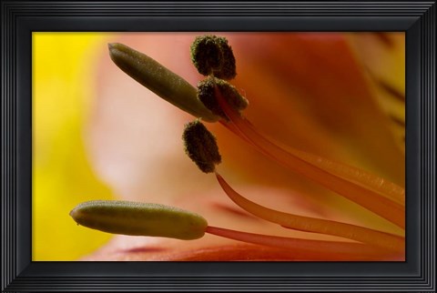 Framed 6 Ultra Macro Print