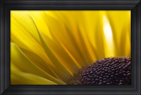 Framed 7 Ultra Macro Print