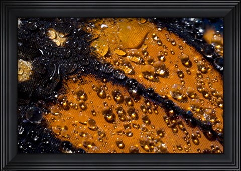 Framed Monarch Butterfly 6 Print
