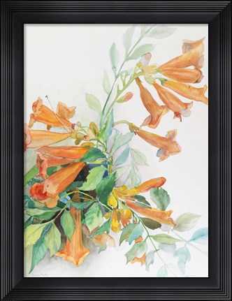 Framed Spray of Trumpet Vine Print