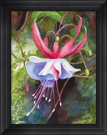 Framed Fuchsia Blossom Print