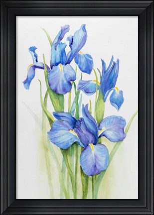 Framed Stems of Blue Iris Print