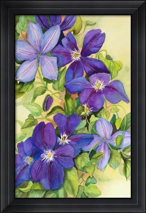 Framed Deep Purple Clematis Print