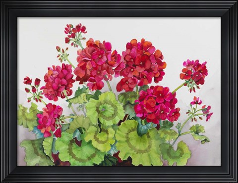 Framed Red Geraniums Print