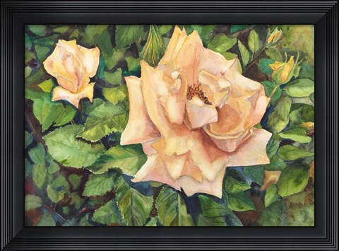 Framed Roses with Buds Print
