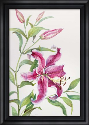 Framed stem of Lilies Print