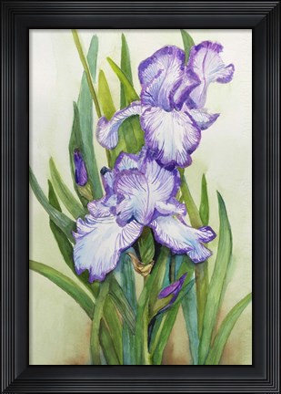 Framed Iris Dressed in Purple and White Print
