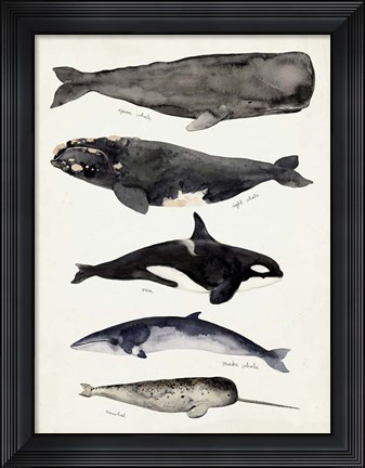 Framed Whale Chart I Print