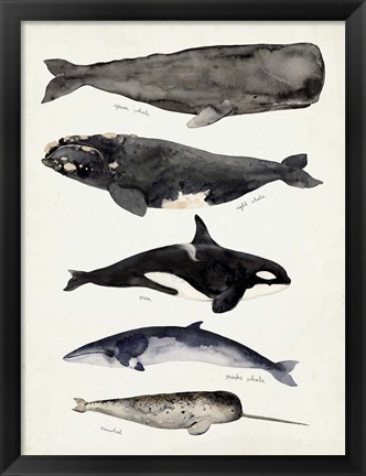 Framed Whale Chart I Print