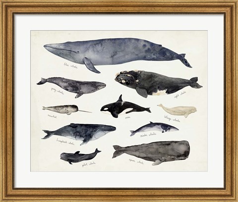 Framed Whale Chart III Print