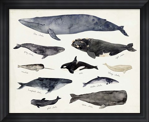 Framed Whale Chart III Print