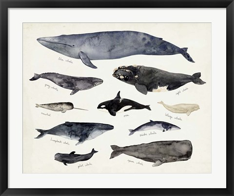 Framed Whale Chart III Print