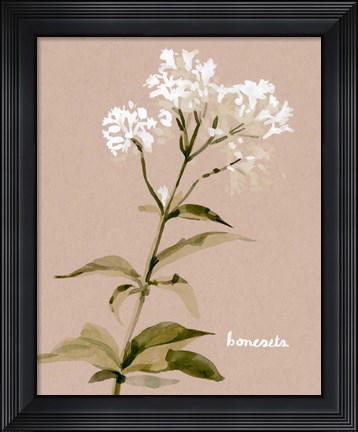 Framed White Bonesets I Print