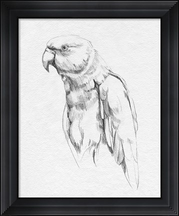 Framed Parrot Portrait I Print