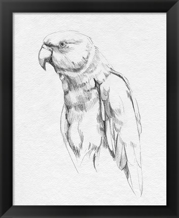 Framed Parrot Portrait I Print