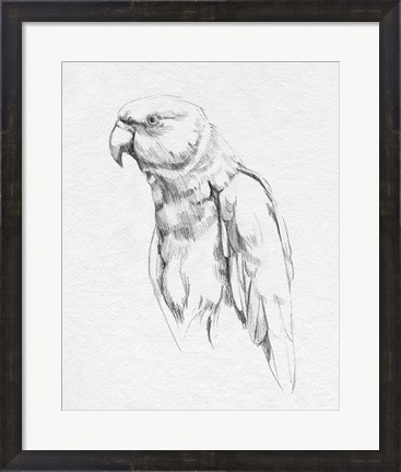 Framed Parrot Portrait I Print